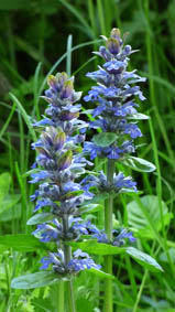 Ajuga pyramidalis